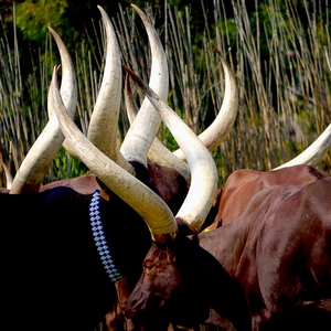 Watusi, vache commune aux longues cornes  - Rwanda  - collection de photos clin d'oeil, catégorie animaux